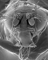 Insect Noses' The key To Cybernose Collaboration