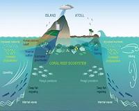Research explains near-island biological hotspots in barren ocean basins