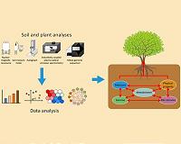 Improving poor soil with burned up biomass
