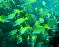 Marine protected areas inadequate for protecting fish and ocean ecology