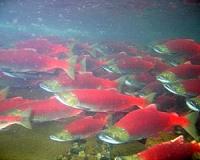 Taking the environmental bite out of salmon farming