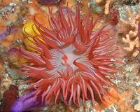 New order of marine creatures discovered among sea anemones