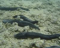 Growing sea cucumber demand threatening coastal communities