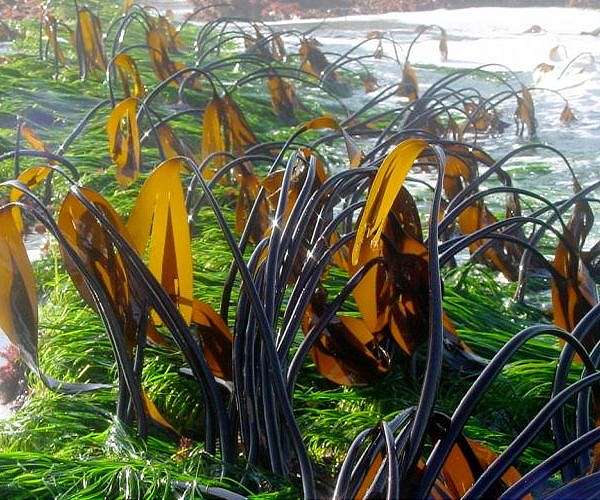 Seagrasses turn back the clock on ocean acidification