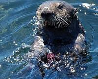 Sea Otters Can Get the Flu, Too
