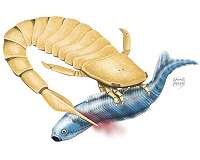 Sea scorpions: The original sea monster