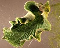 Solar powered sea slugs shed light on search for perpetual green energy