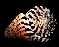How seashells get their strength