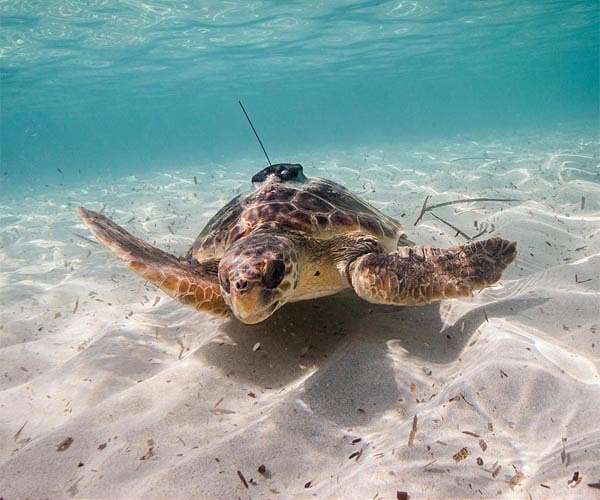 Warming beaches threaten Yemen sea turtles' future