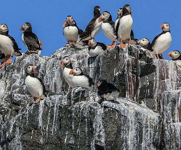 Several UK seabird populations in decline due to bird flu: report
