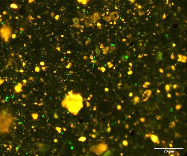 In the deep sea, subsurface microbes are plentiful and hungry