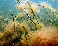 Seagrass genome sequence lends insights to salt tolerance
