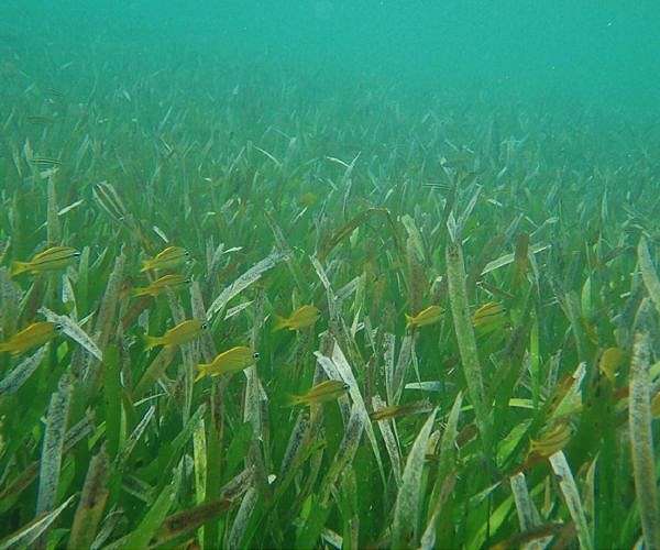 Corsica's 'ecological moorings' protect seagrass and yachts