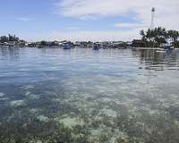 Underwater seagrass beds dial back polluted seawater