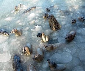 EU court rejects Inuit challenge of seal trade ban