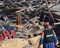 Hero labrador sniffs out survivor in Taiwan quake wreckage