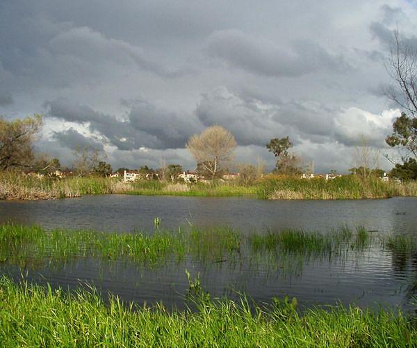 Wetlands destruction driving 'sensitive' dragonflies to brink