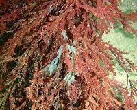 Did seaweed make us who we are today?