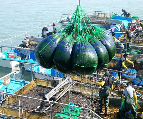 Seaweed farming may help tackle global food insecurity