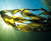 Japanese seaweed is welcome invader on US coasts: study