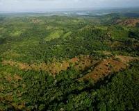 Natural regeneration of tropical forests reaps benefits