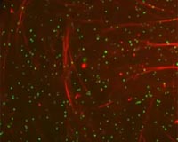Scientists aim to create self-propelling liquid, a new kind of matter