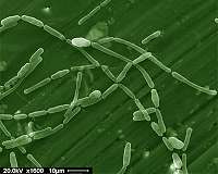 Sellafield research uncovers microbial life in fuel ponds