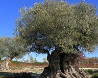 Decoding the genome of the olive tree