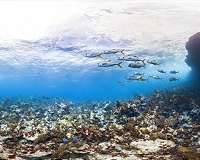Thirty years of unique data reveal what's really killing coral reefs