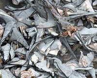 Hong Kong seizes fins from 38,500 endangered sharks