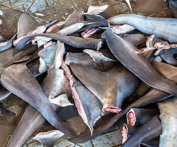 Hong Kong adds two shark families on controlled trade list