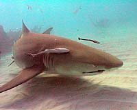 Sharks pose Sydney food-chain puzzle
