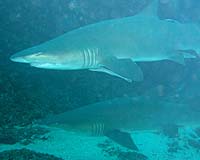 Global warming could invite sharks to Antarctica: biologists