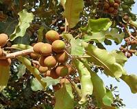 Production of butter from shea trees in West Africa pushed back 1,000 years