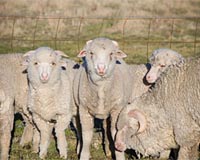 New Tool To Fast-Track Genetic Gain In Sheep