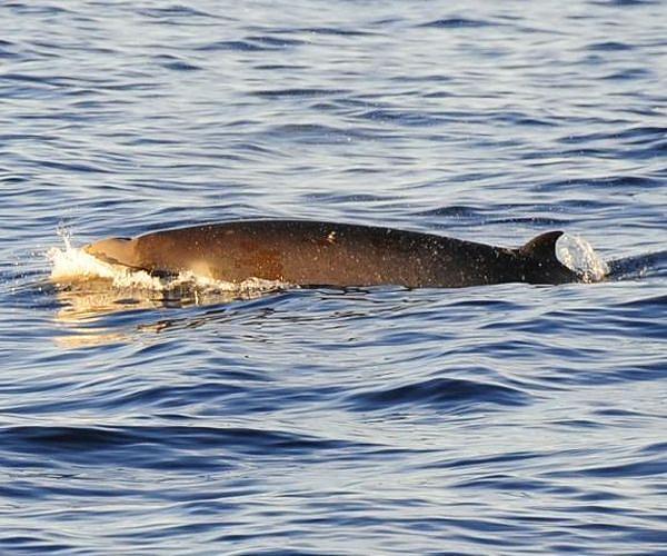 New Zealand scientists dissect world's rarest whale