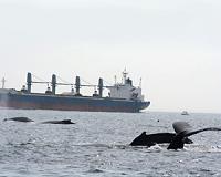 A sea change for ocean resource management