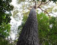Yellow Meranti tree in Malaysia is likely the tallest in the tropics