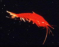 Faces Of Globalization: Organic Shrimp