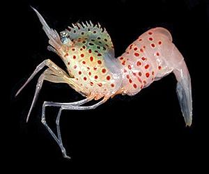 First Broad-Scale Maps Of Life On The Sea-Shelf