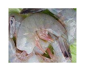 Scotland moves to defuse 'prawn war'
