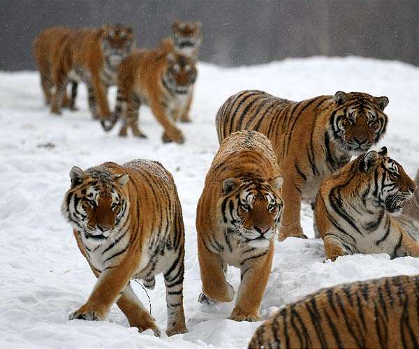 Wild tiger numbers higher than previously thought