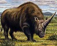 Eurasian ice age wiped out the Siberian unicorn