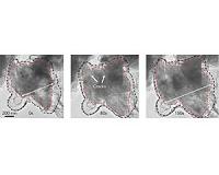 Putting silicon 'sawdust' in a graphene cage boosts battery performance