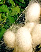 Silkworm Space Cookies Add Flavour To Diet