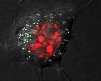 Scientists create tiny laser using silver nanoparticles