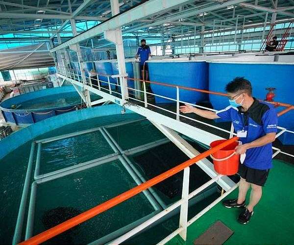 Singapore engineer pivots from oil rigs to 'fish farm of the future'