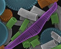 A super-algae to save our seas