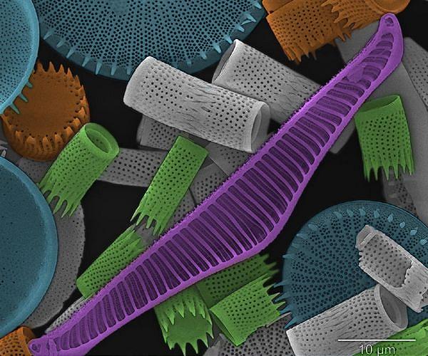 Bioplastic habitats could sustain algae growth for space colonization