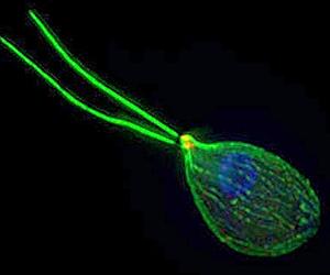 Flipping The Amoeba